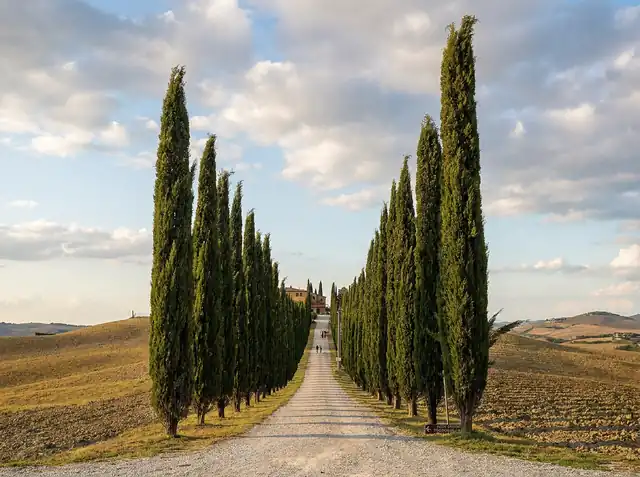 Cypress trees in the Val d'Orcia, Tuscany